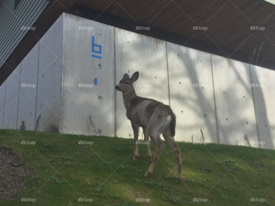 A deer in the neighborhood 