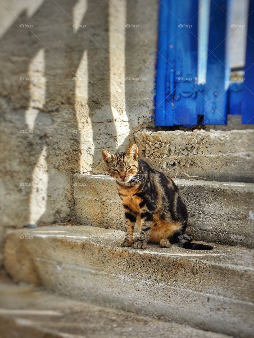 Greek cat