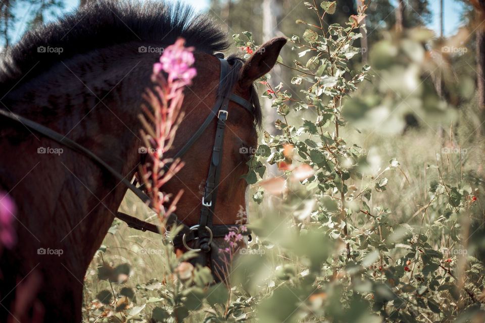 Grazing horse at summer day