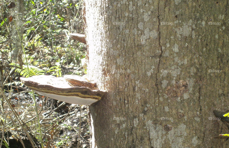 Shelf Lichen on a tree