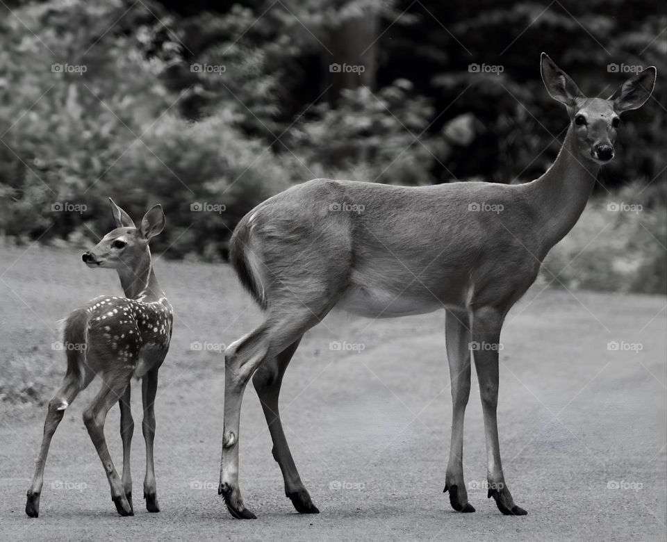 Doe and fawn; Black and White