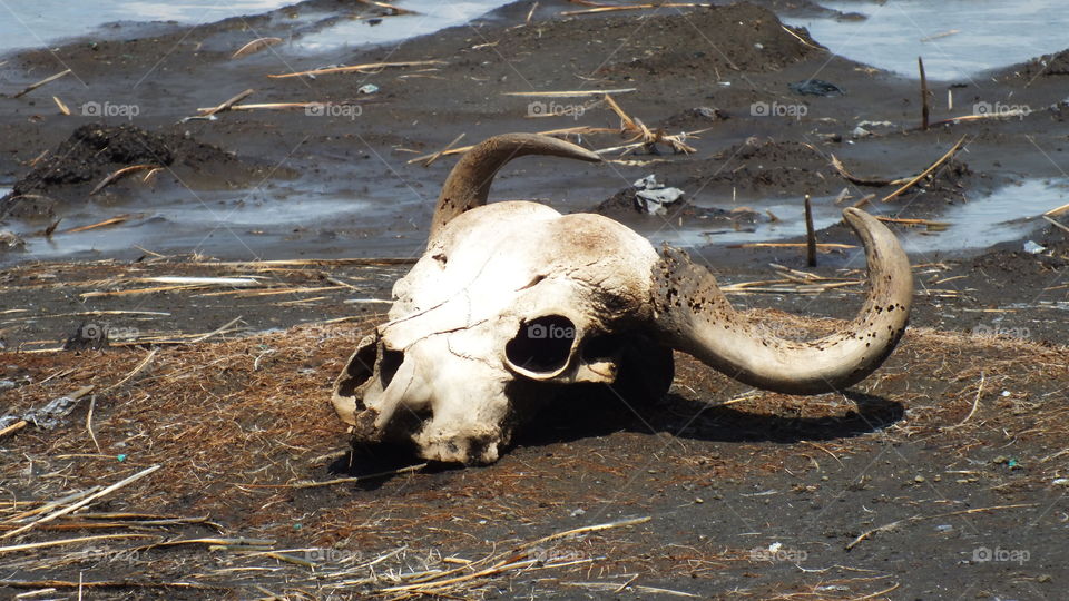 Cape Buffalo Skull