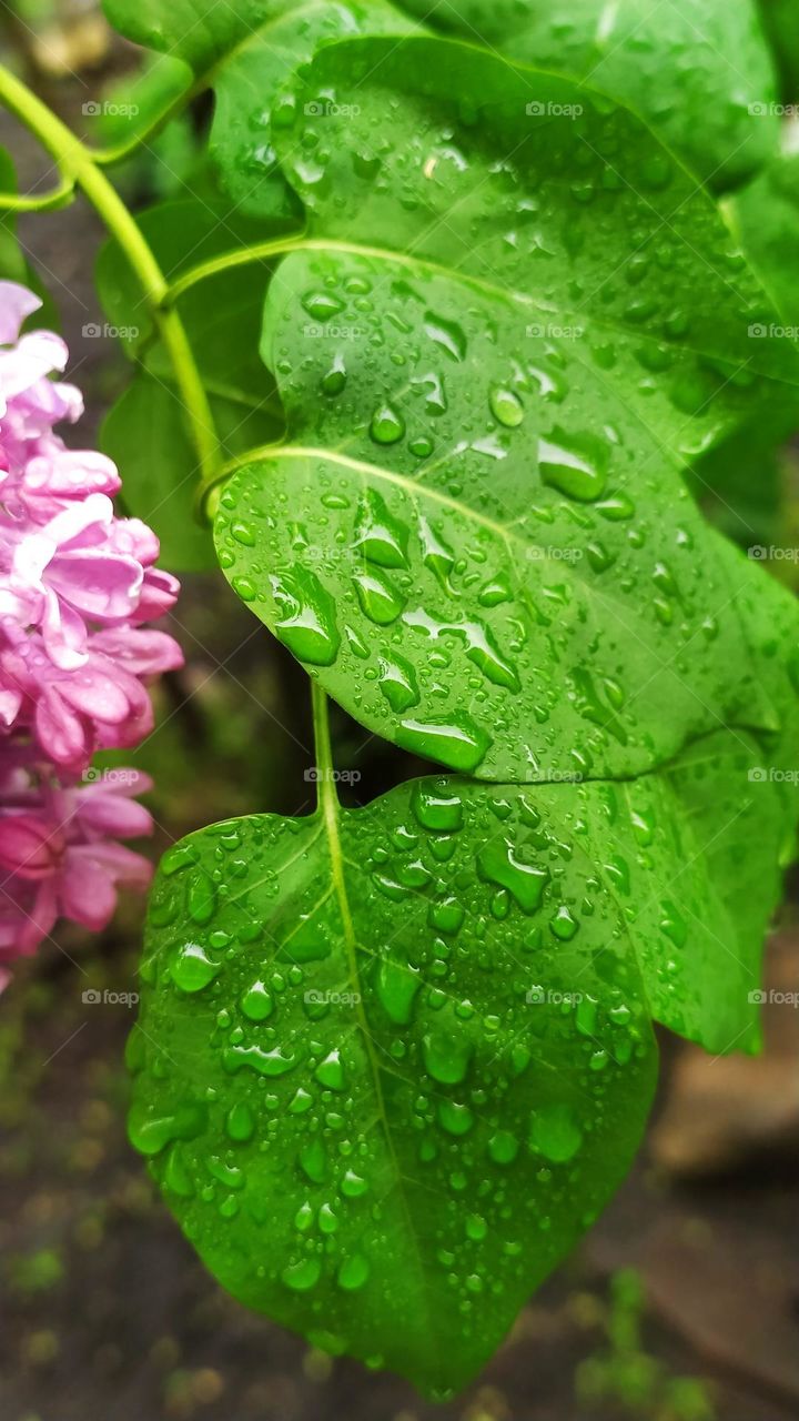 raindrops on the leaves