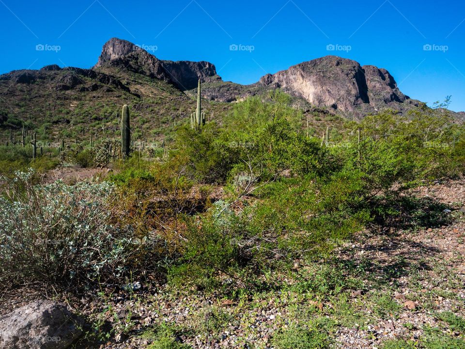 Picacho Peak in central Arizona bursts with color as a result of an active monsoon season