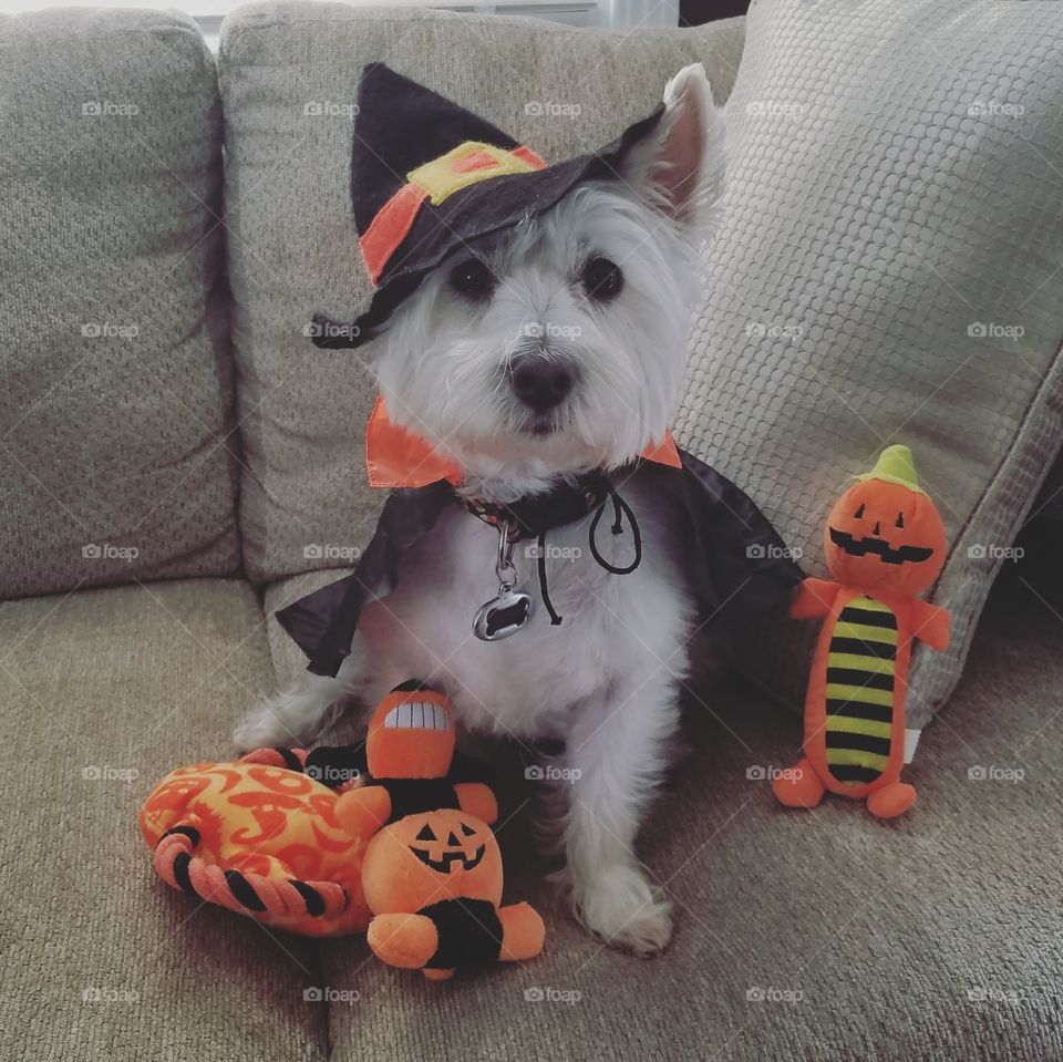 Westie witch wishes you a Happy Halloween