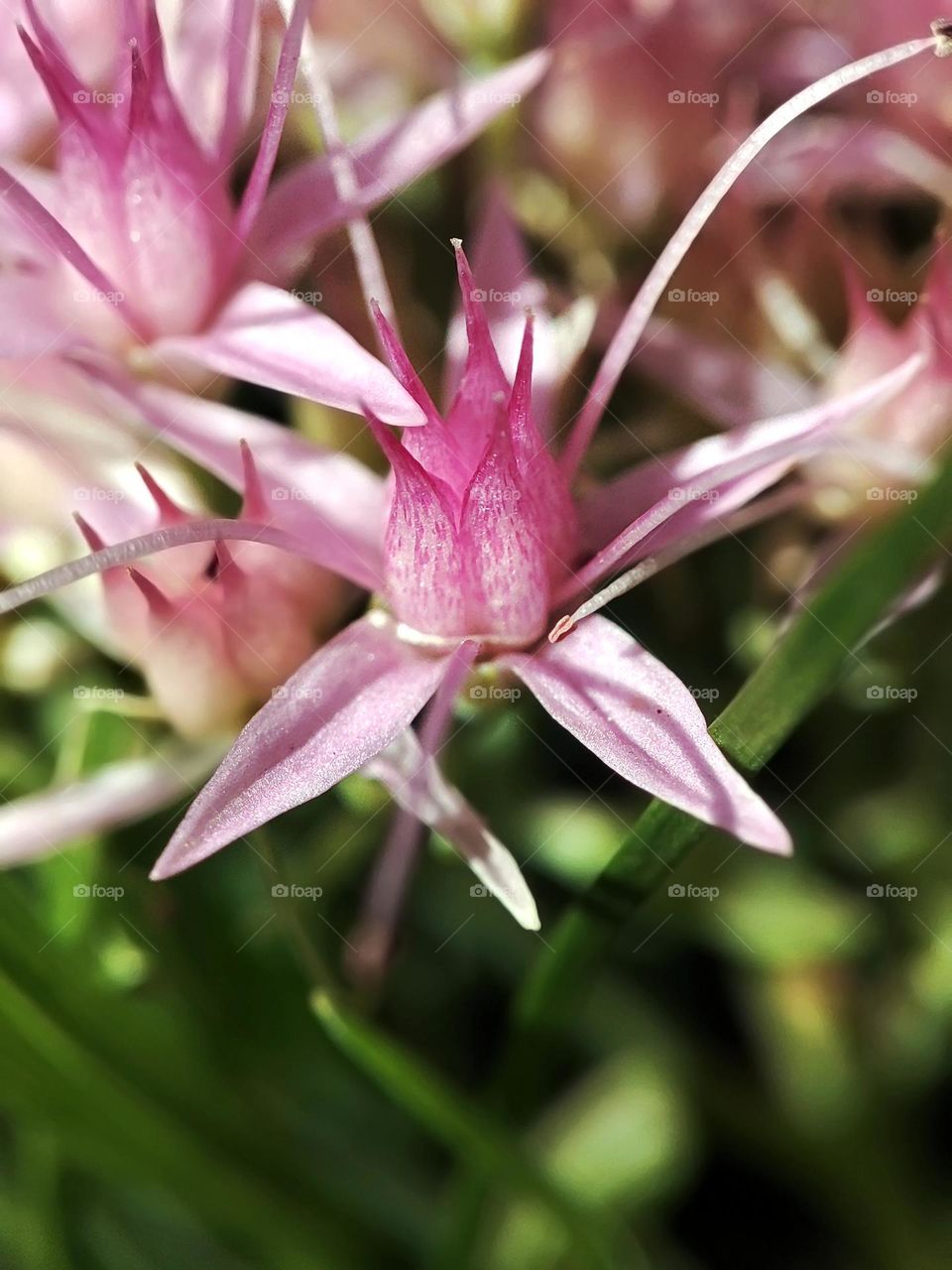 Macro photo of a flower growing in the garden