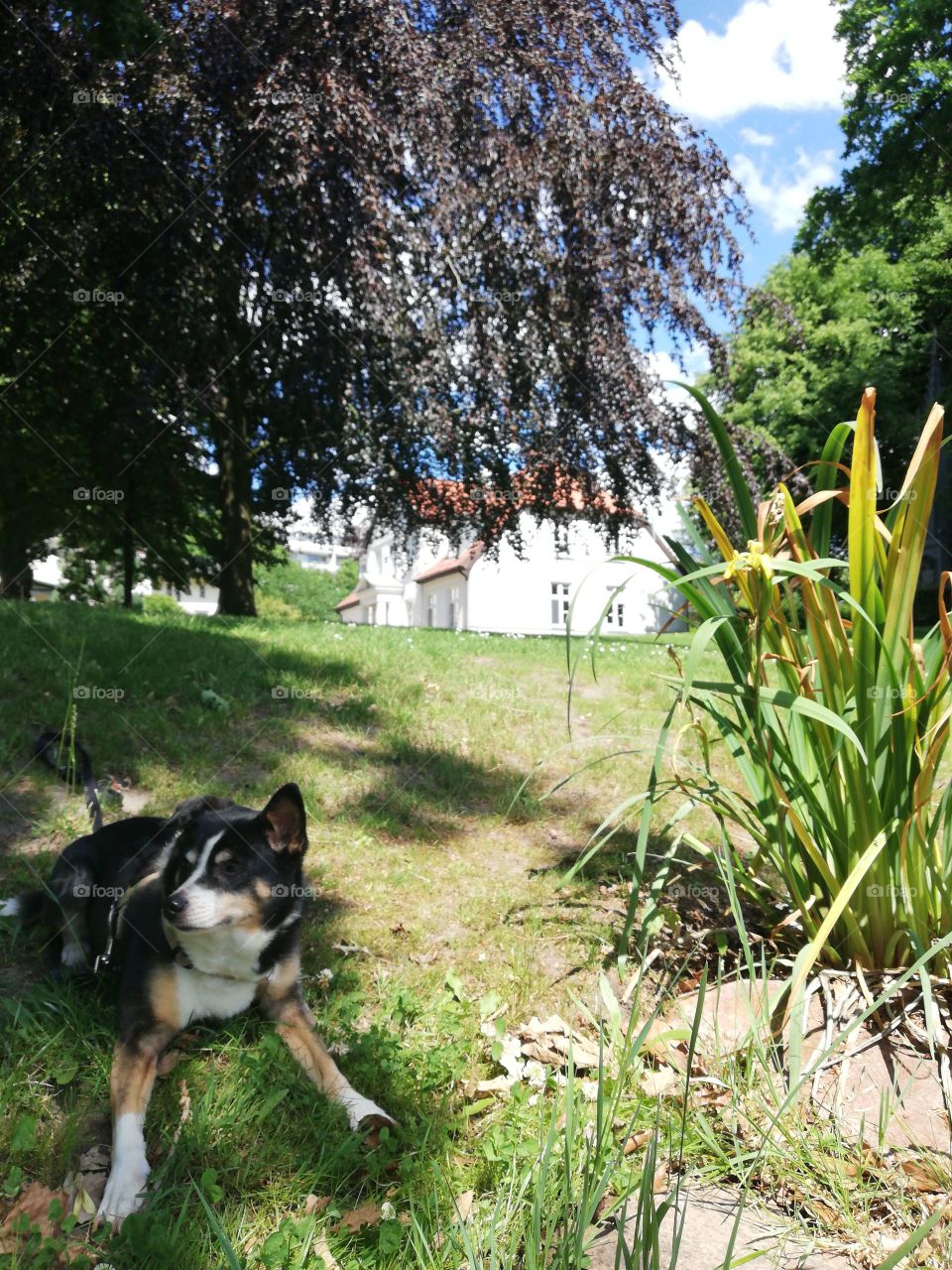 Small dog lying in a park with green grass and a white house in the background