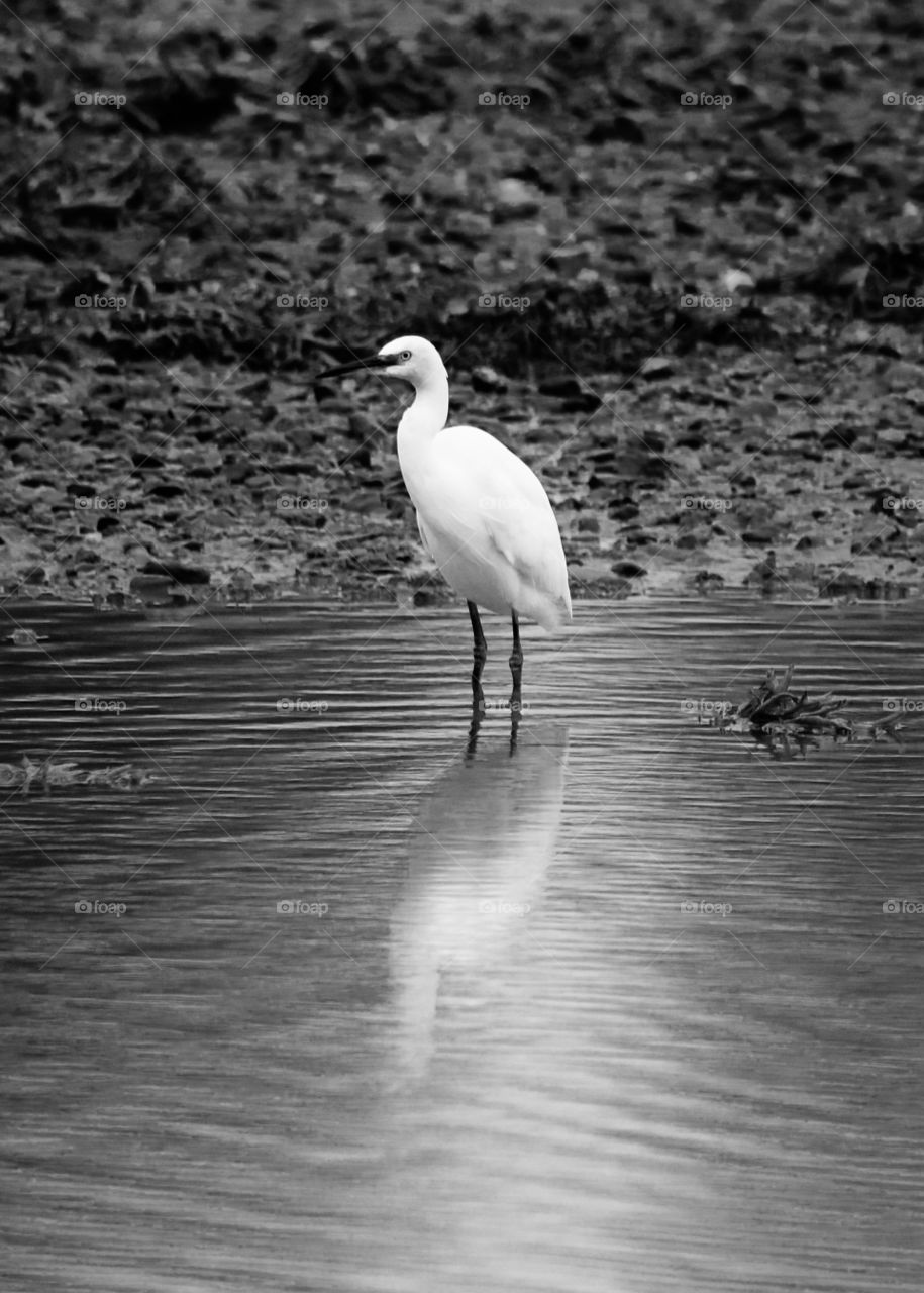 Egret