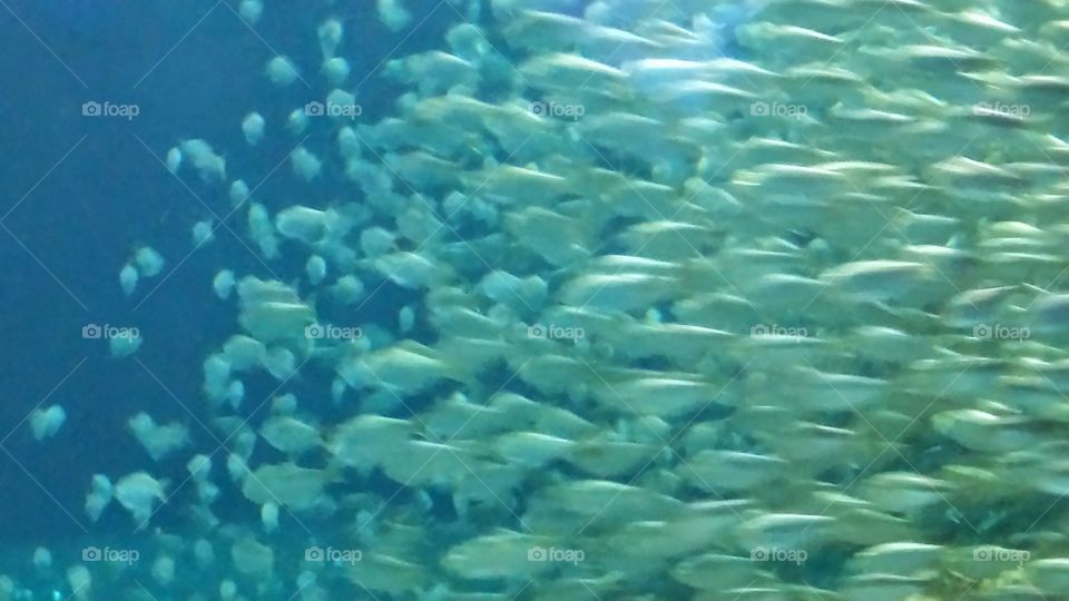 School of fish