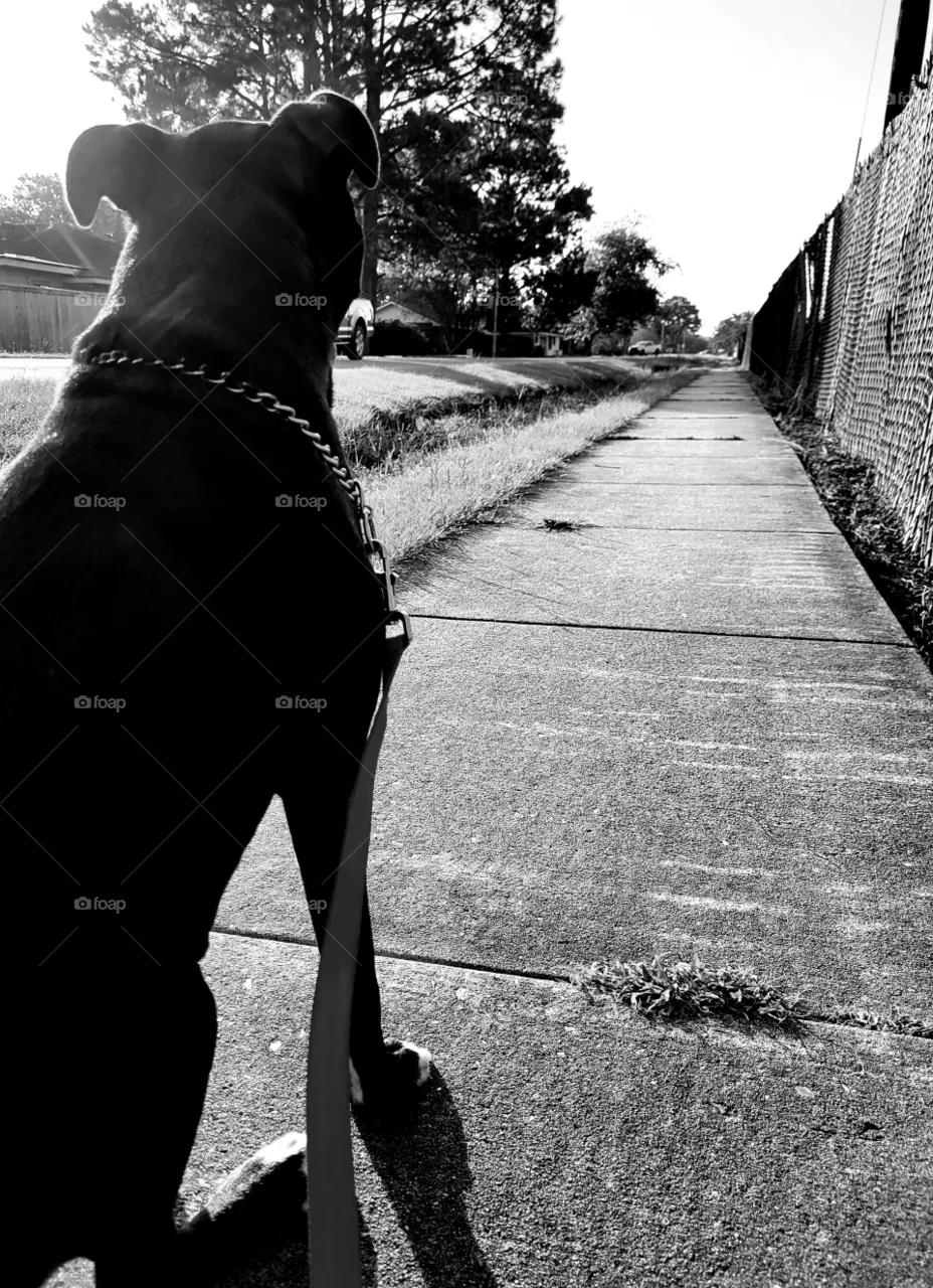 Saturday morning walk in suburbia