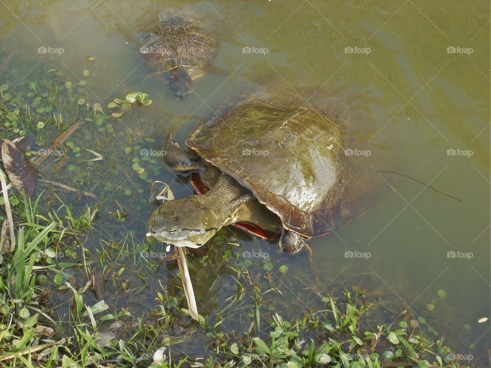 Turtles’ sunbath