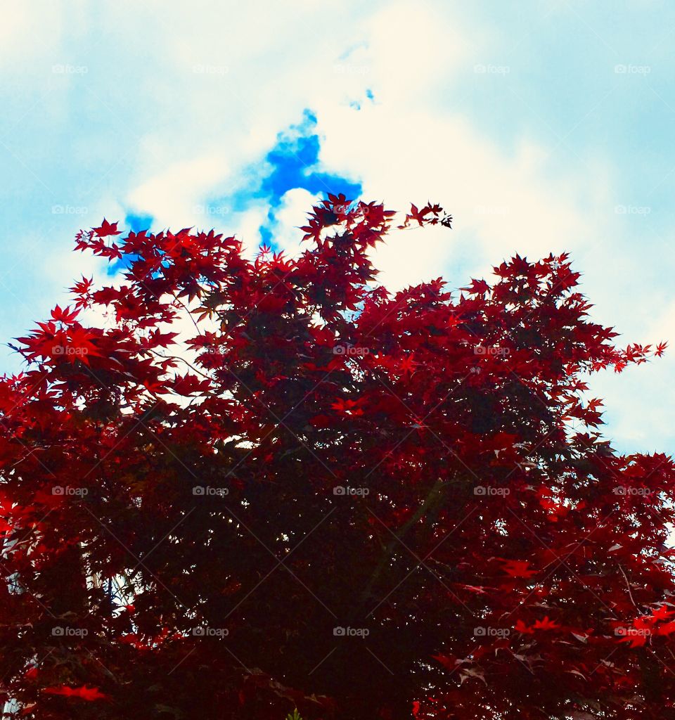 Bloodgood japanese maple against a spring sky