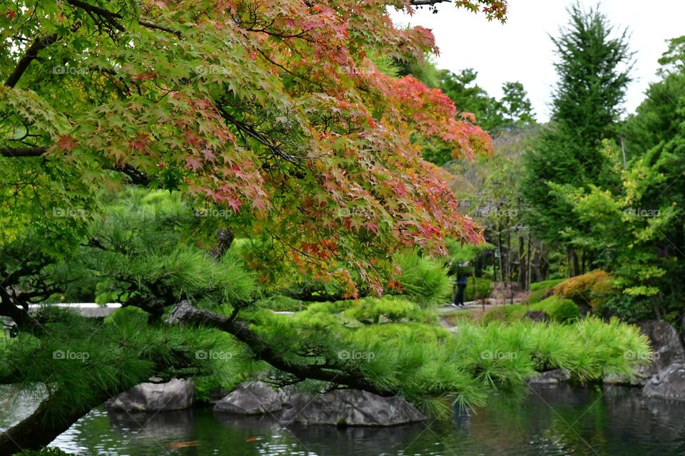 Japanese garden in the fall