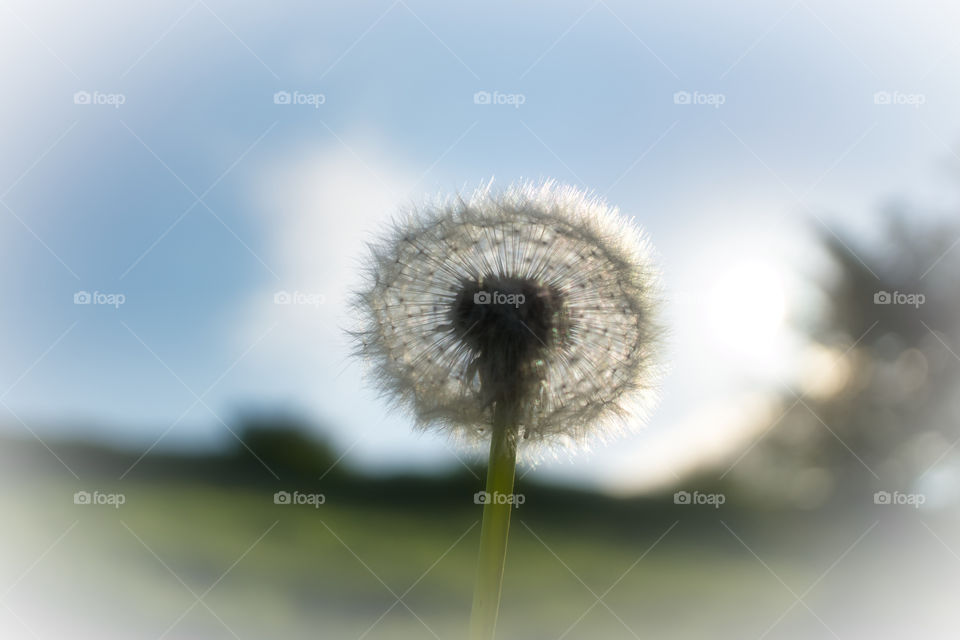 arty dandelion seed head
