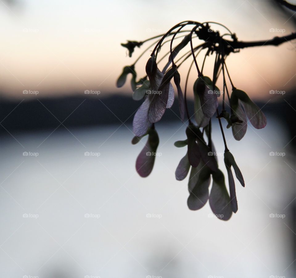 sun setting as tbe bsckdrop to hanging seeds.