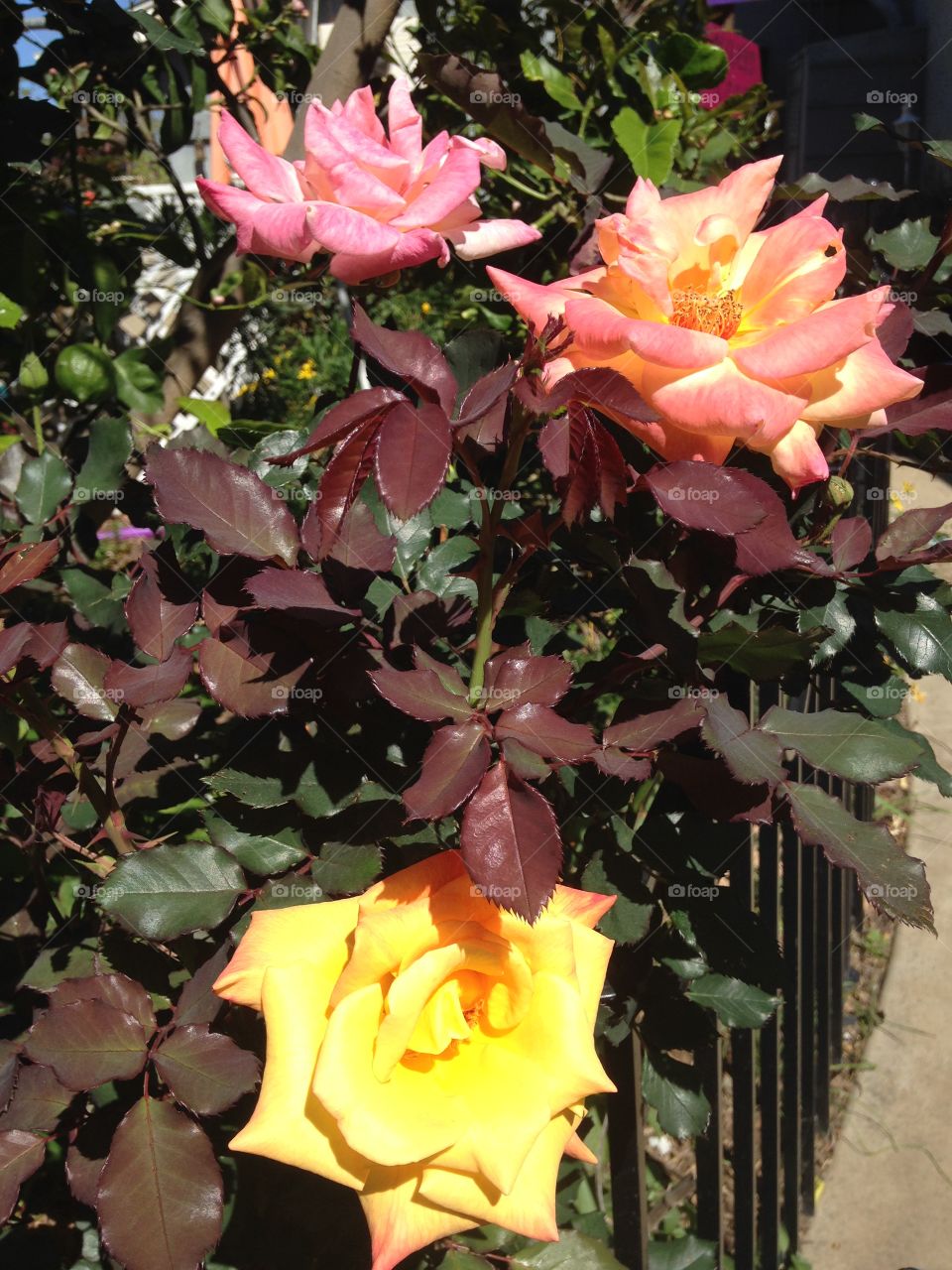Yellow and pink rose blooming on plant