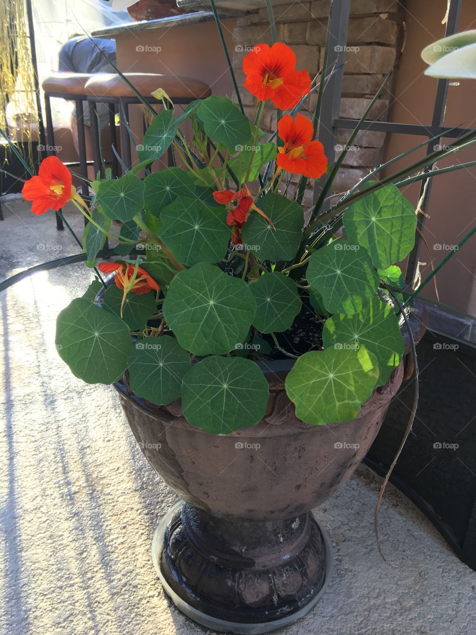 Patio plant.