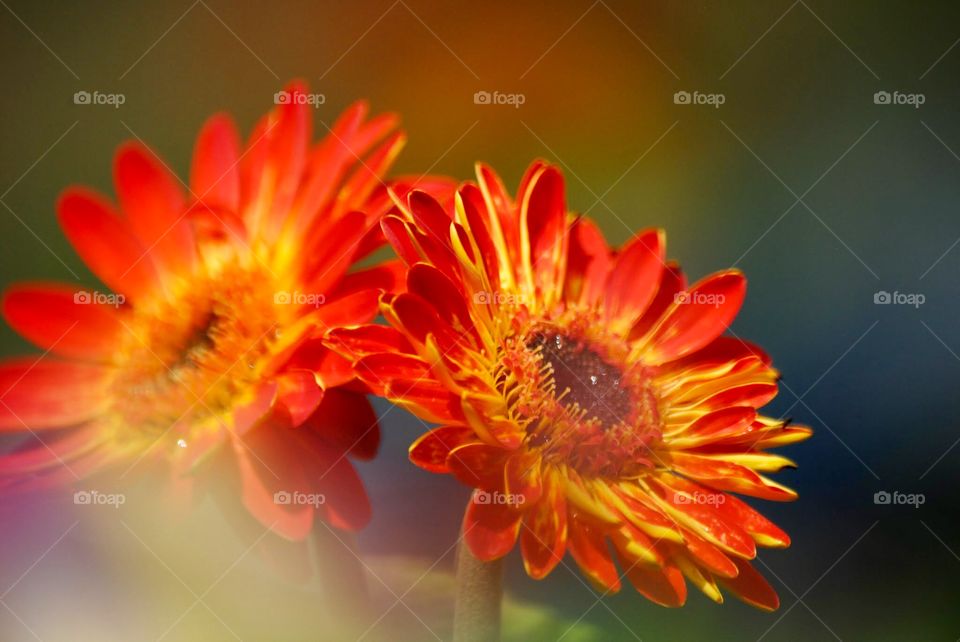 Dual Suns Shining into a Blurred Galaxy