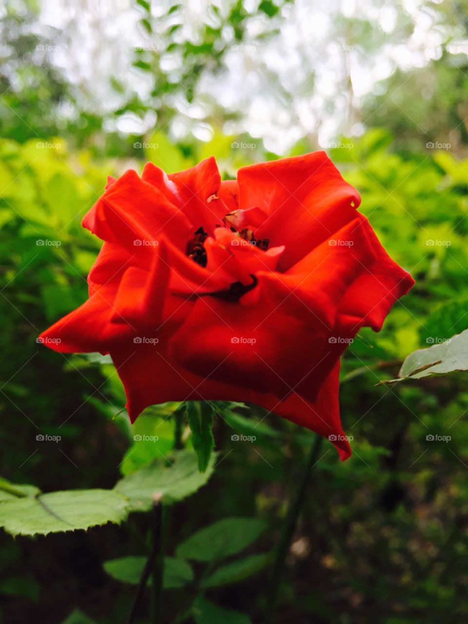 The Rose is in my garden