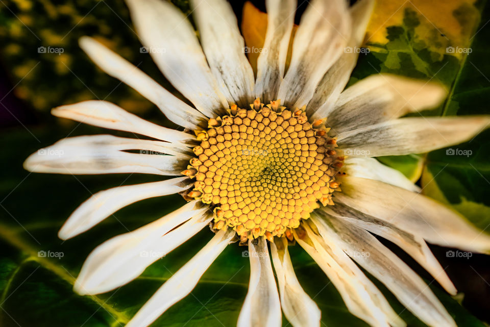 Flower and foliage