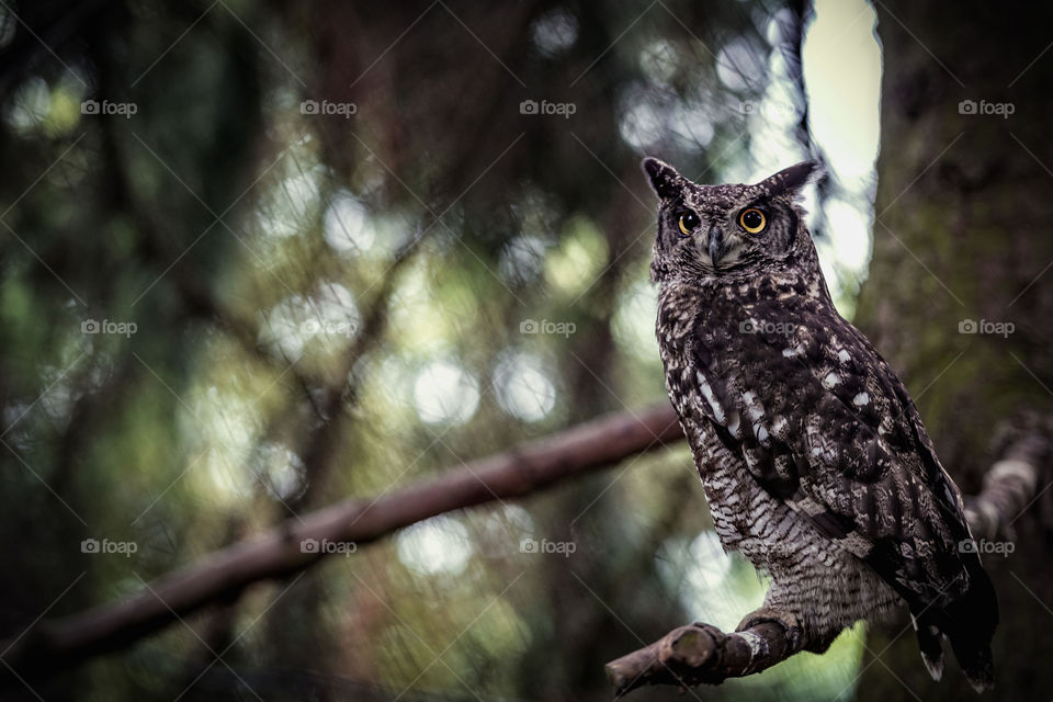Spotted owl observe the surroundings.