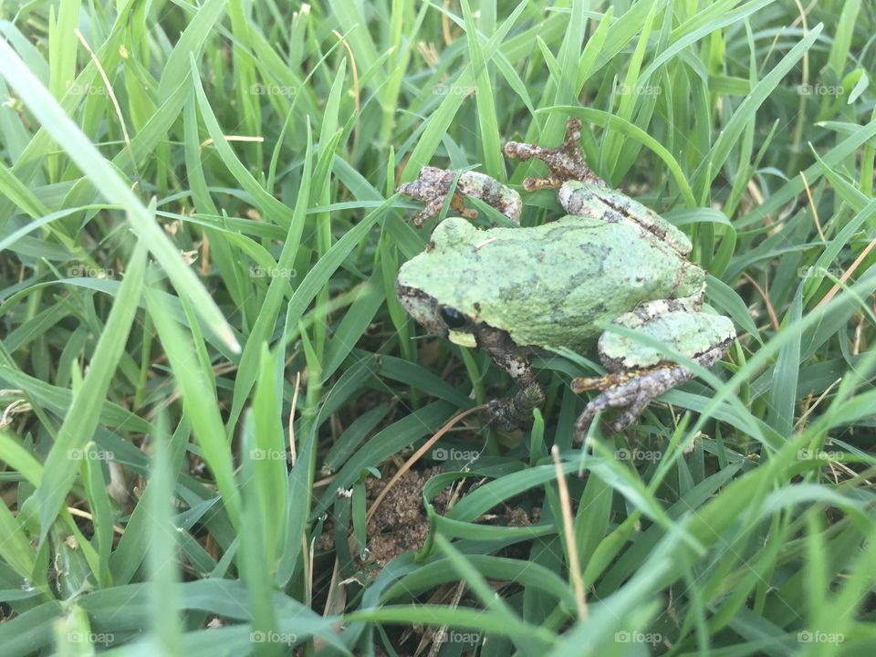 Tree frog