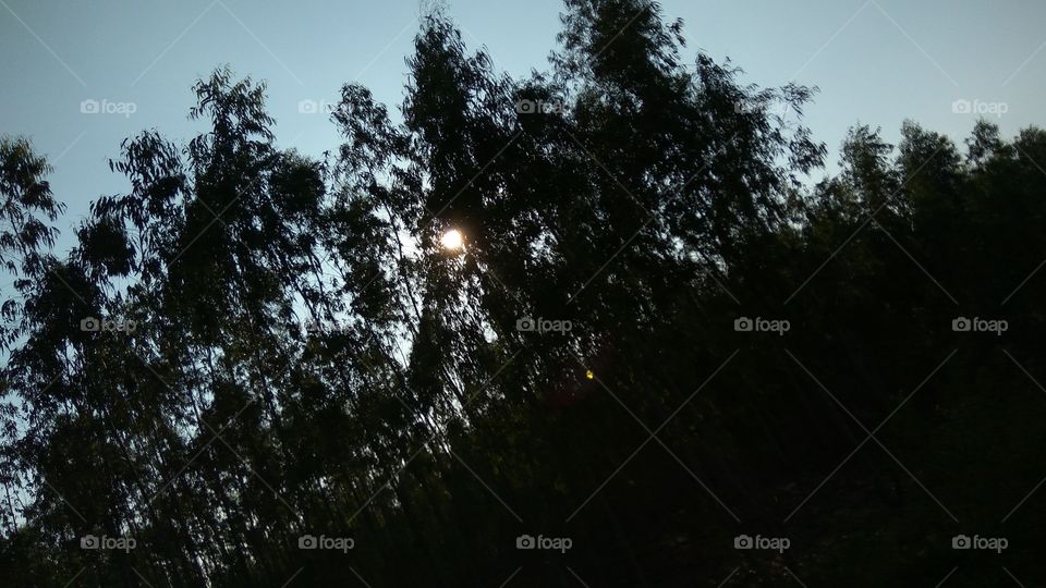 lovely climate lot of greenish