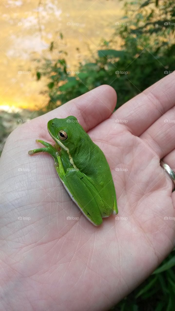 Tree frog
