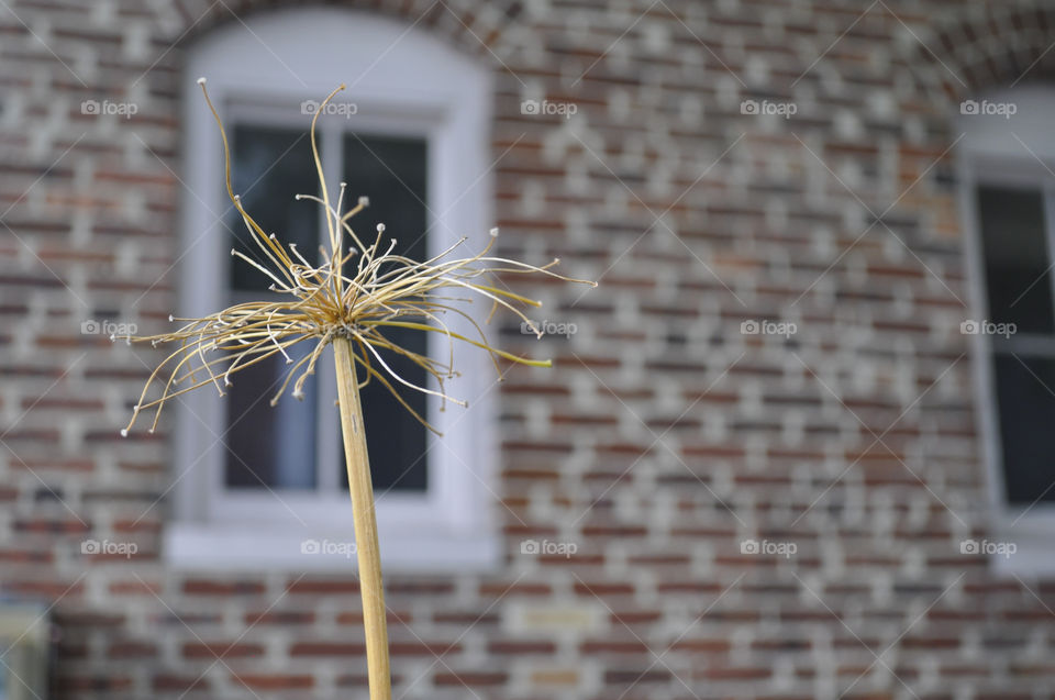 Dry flower before window 