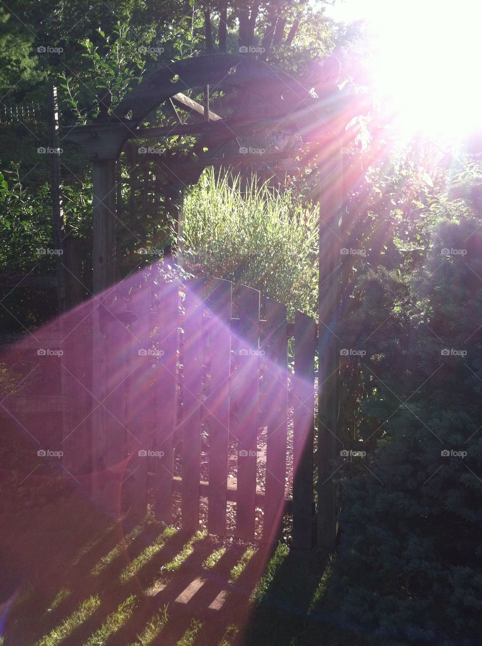 Sunshine thru the garden gate