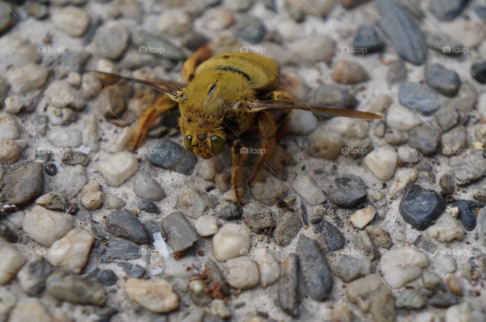 Bee