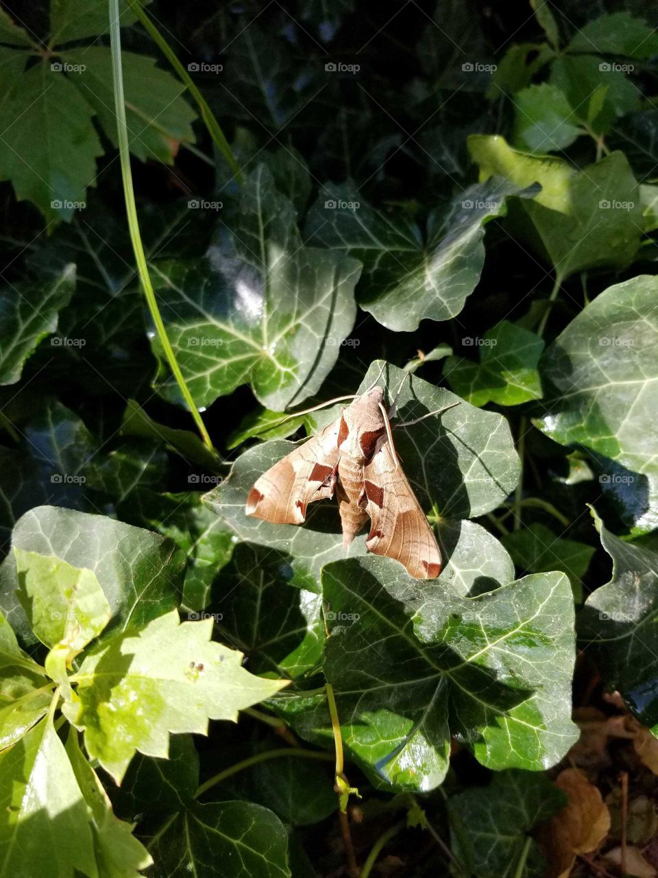 a weird looking brown mouth sitting amongst the ivy