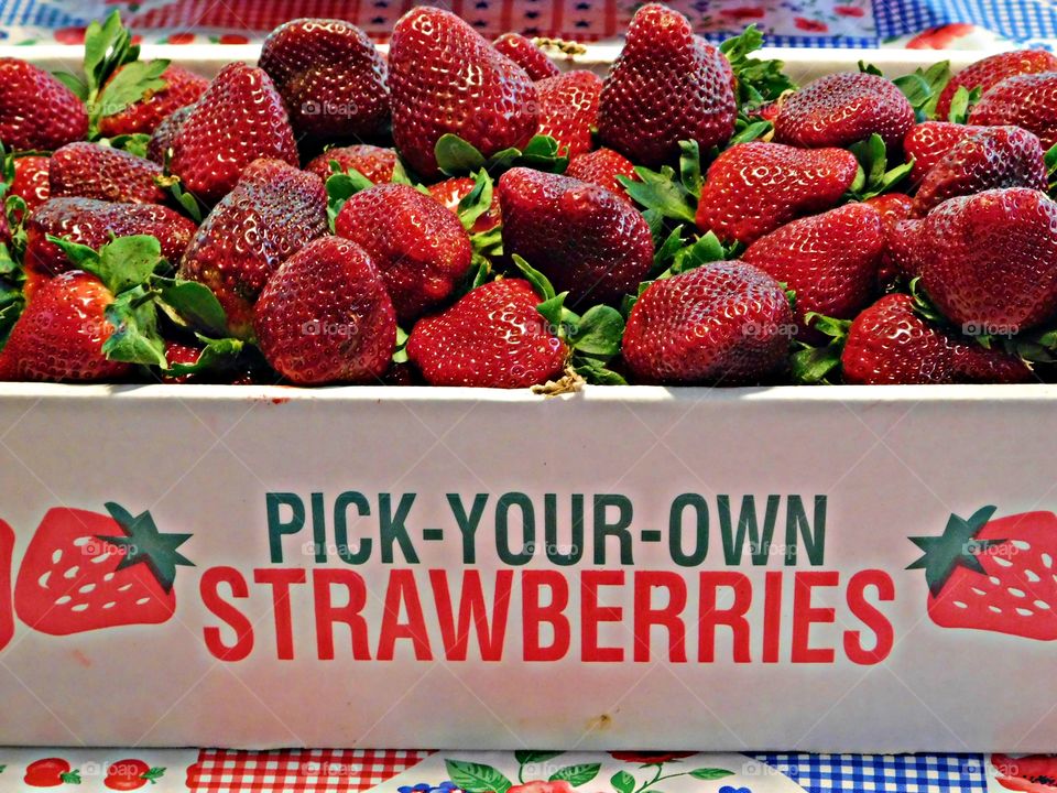 U-pick. A lot of fun - Strawberries are a heart-shaped, brightly red, sweet, juicy edible fruit.  Strawberries are one of the most popular of all ‘berries’ and is enjoyed all over the world. 