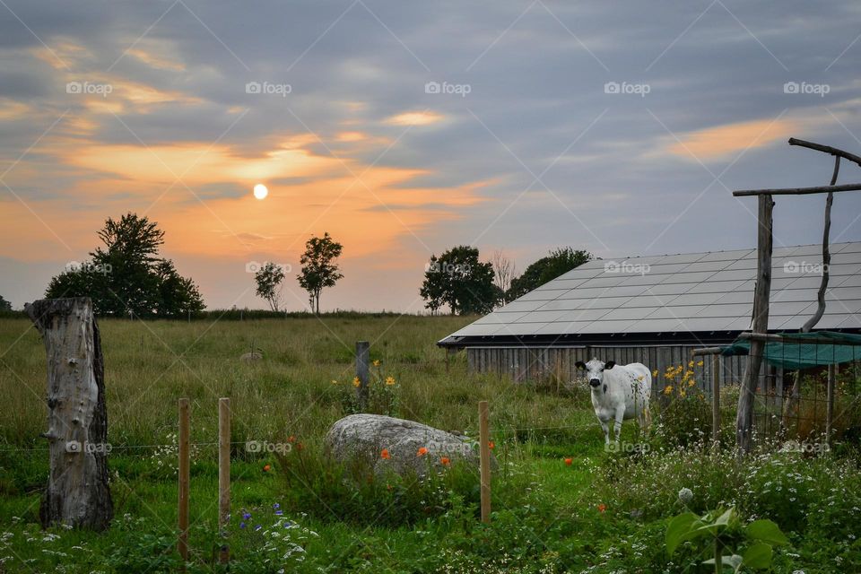 Sunset over farm in Sweden 
