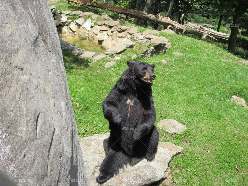 Chill Black Bear. A shot of a black bear captured at Grandfather Mountain.