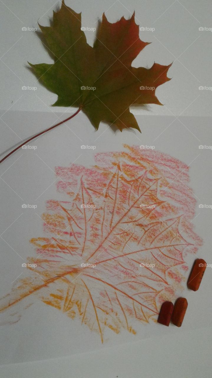 maple, sheet, leaf
