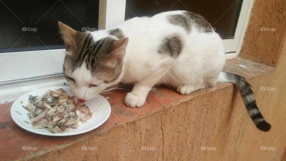 Beautiful cat eating meal.