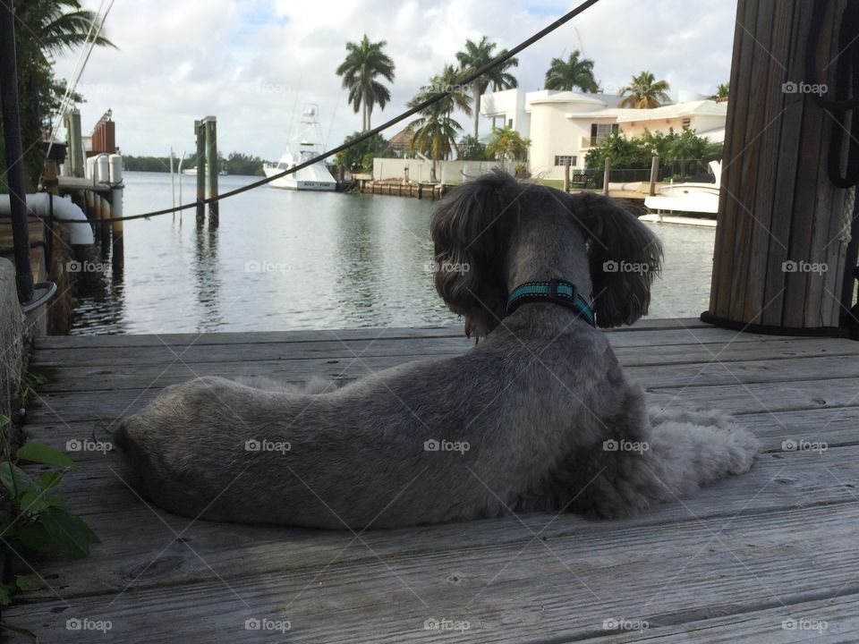 A Miami dogs life. Willy the Miami dog