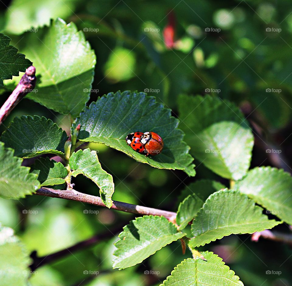 doing the ladybug