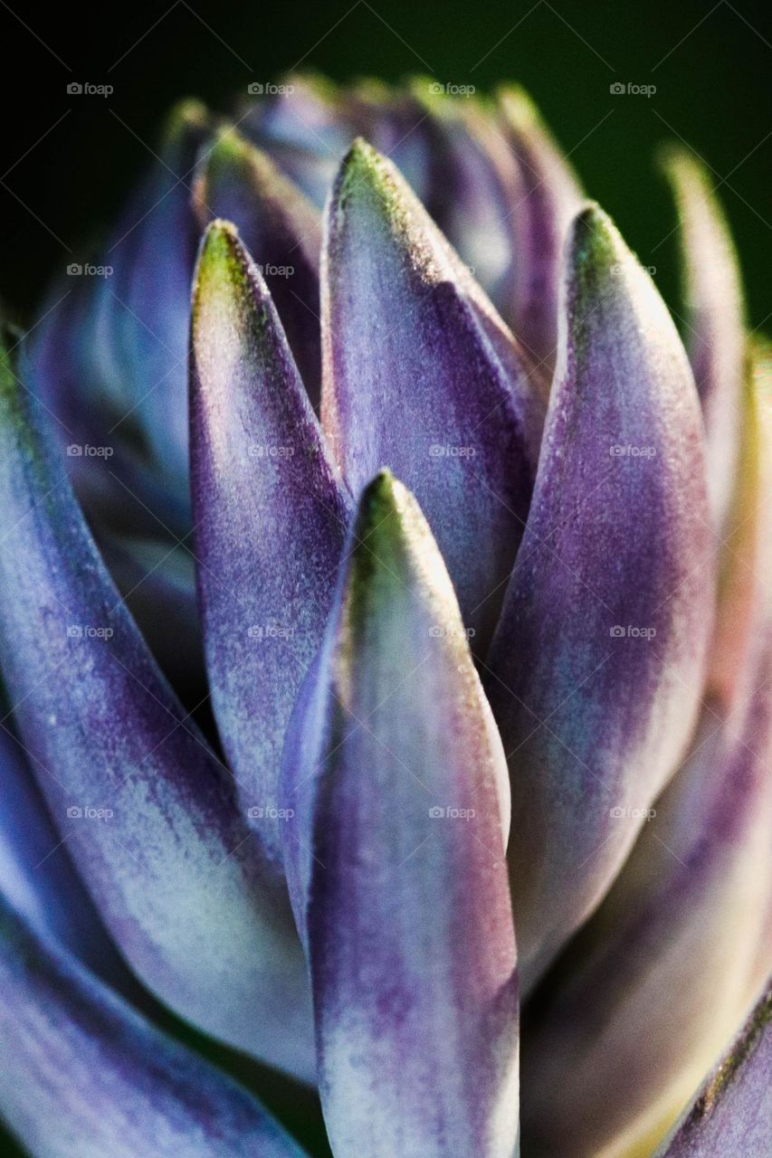 Close up to a purple flower