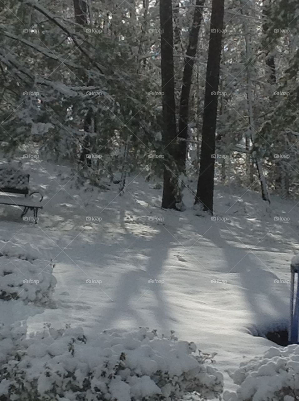 Reflection of light off of trees after a snow storm.