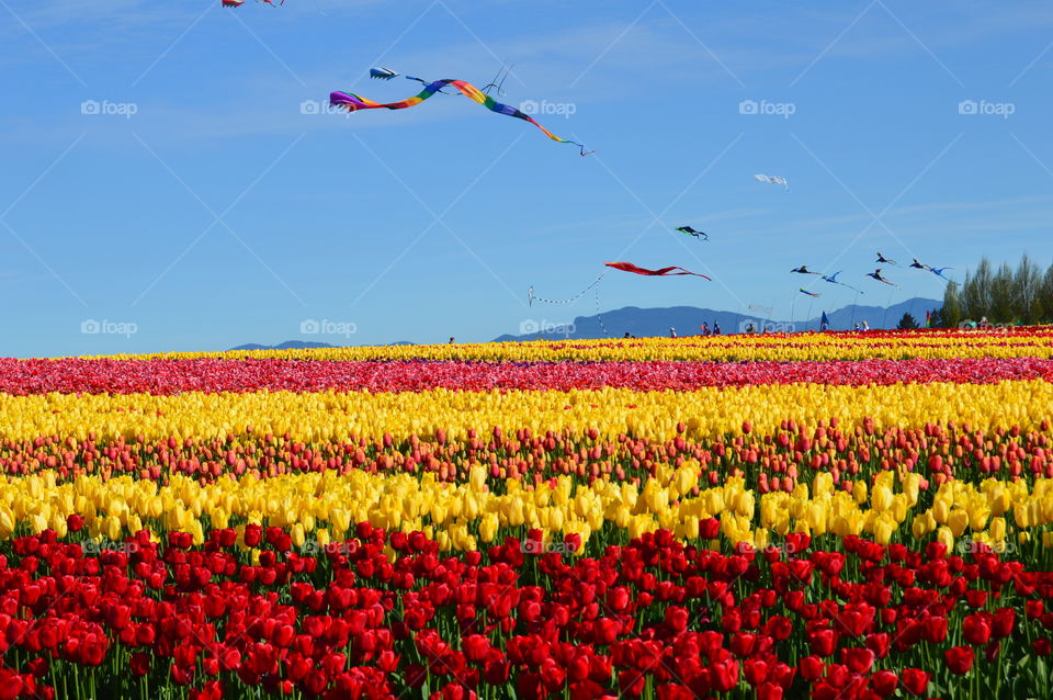 Kites flying over the tulip farm