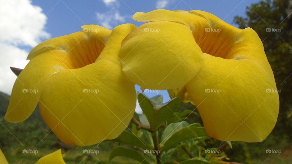 PLANT, GARDEN, LEAVES, FLOWERS, ENVIRONMENT.