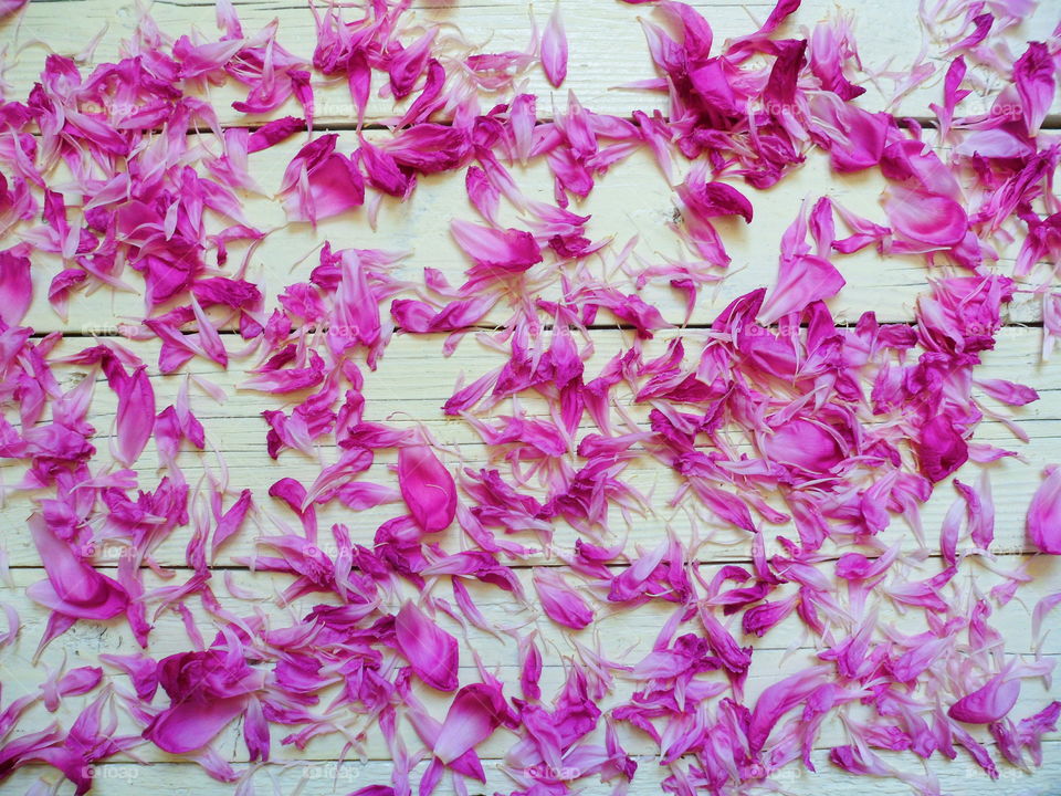 peony flower petals on white background