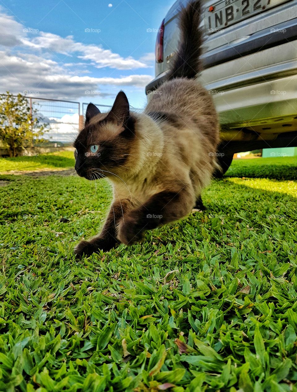 Brown cat jumping on green grass