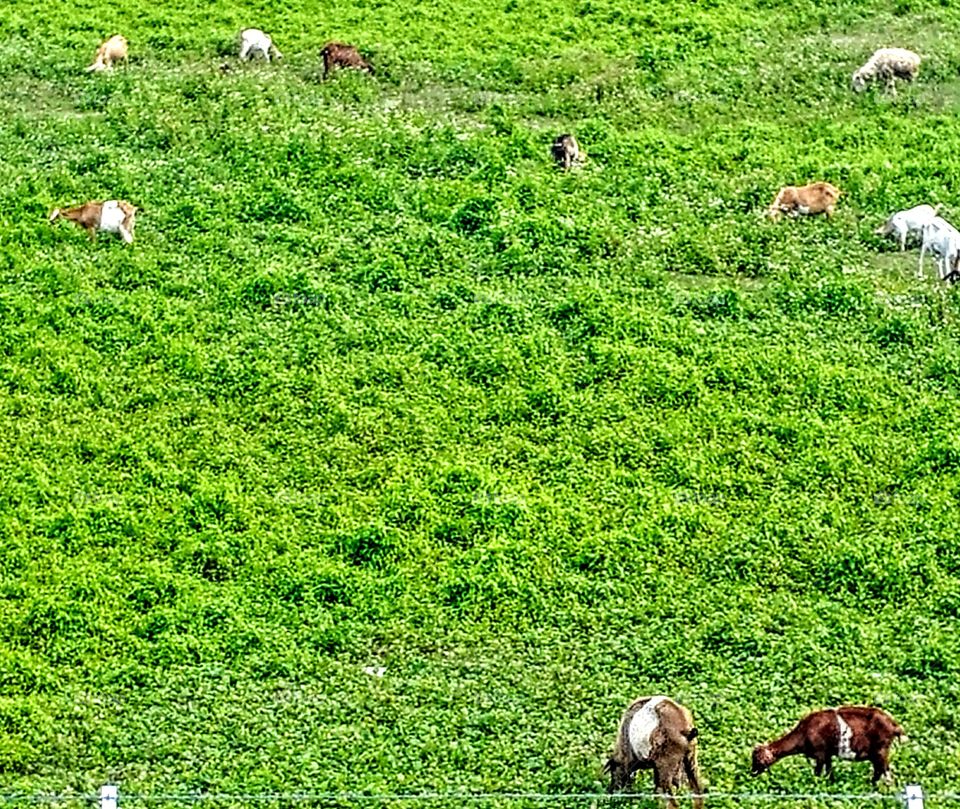Green green grass of goat