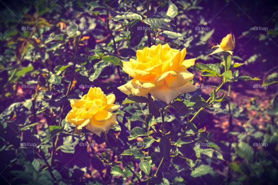 Yellow roses at Butchart Gardens 