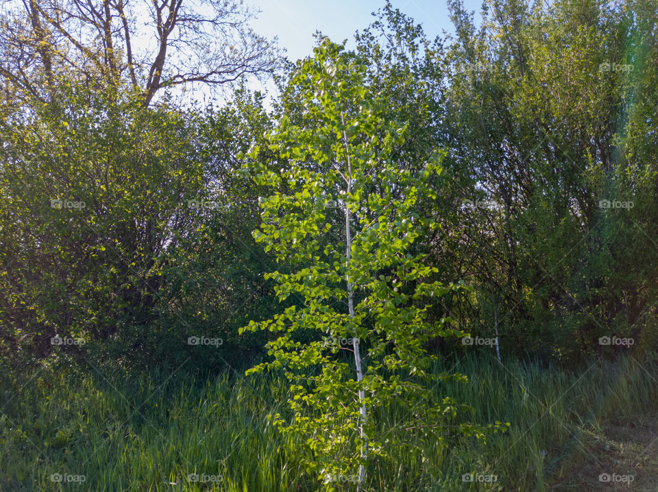 Birch. other trees and bushes. May.