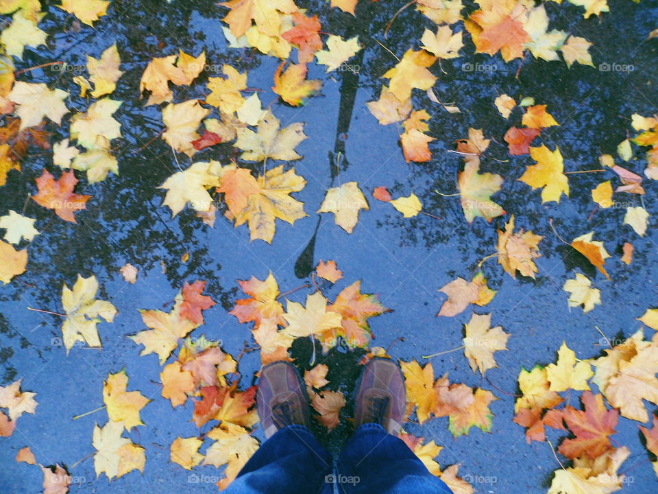 autumn leaves on the asphalt