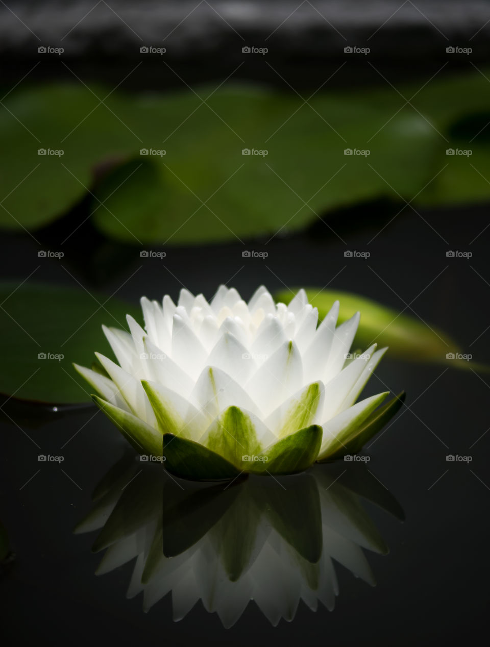 Close-up of lotus water lily